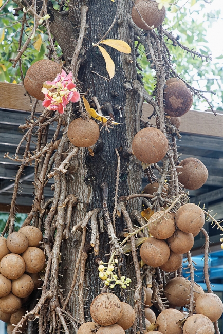 Wat Sri Mongkol Rattanam-004